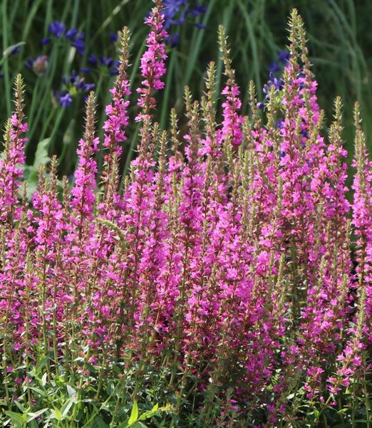 Lythrum salicaria 'Robin'